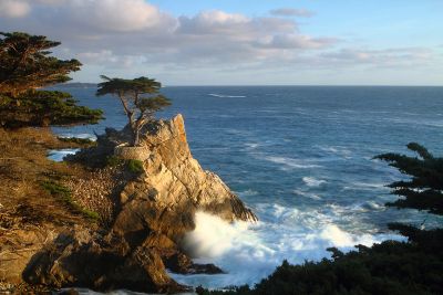 Famous Lone Cypress
